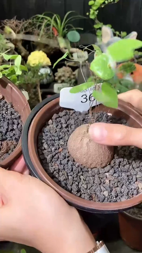 36号1026福利特价南非龟甲龙套餐