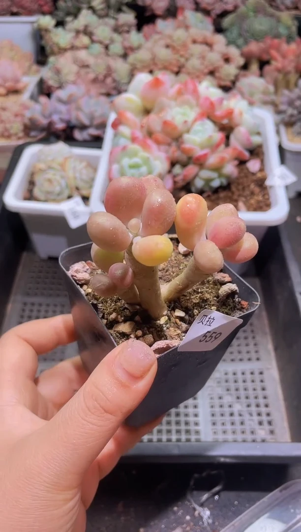 【闪购商品】559金蝉