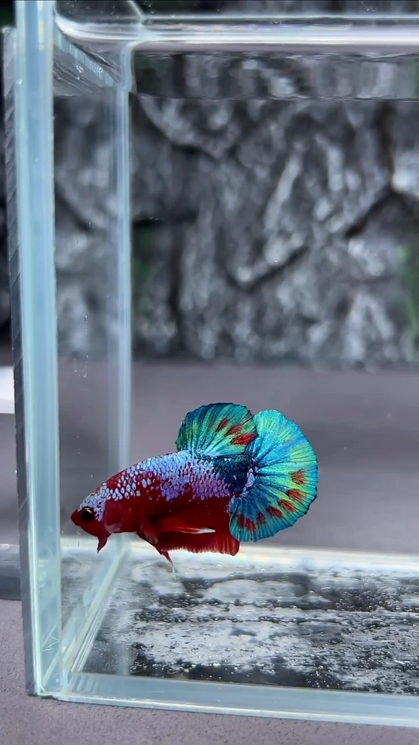 斗鱼斗鱼竞拍A062