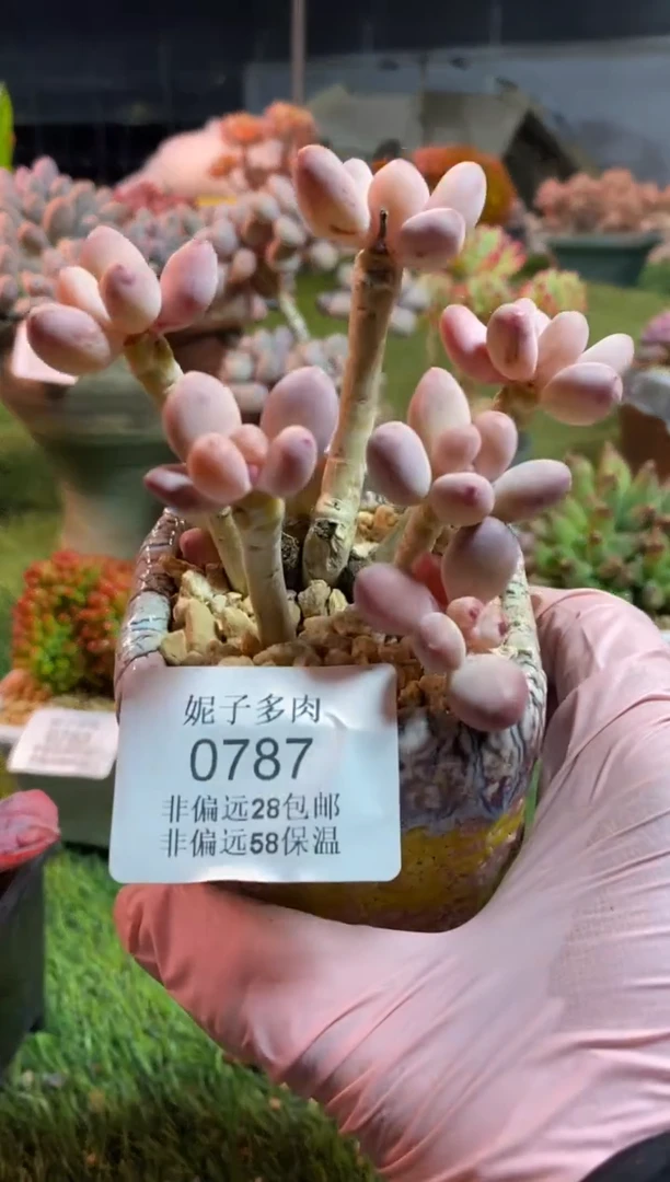 【闪购商品】0787a