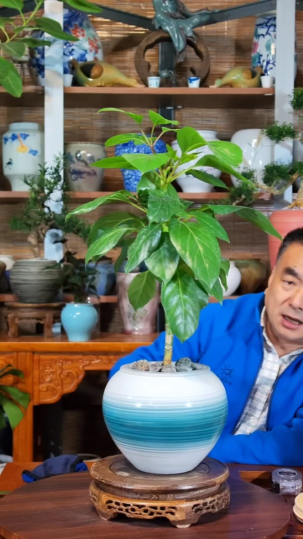 无花朵A****7水之韵水培保萝不带瓶