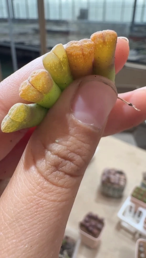 30多肉植物肉锥黄金鱼子酱风铃腿高2颗