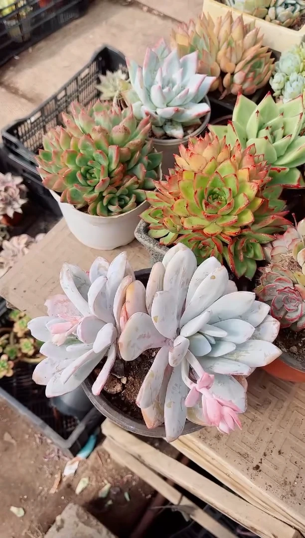 用****713148多肉植物一物一拍