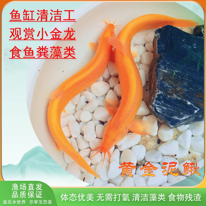活体黄金泥鳅观赏鱼黄金观赏鱼小泥鳅苗好养鱼缸清洁鱼耐活懒人鱼