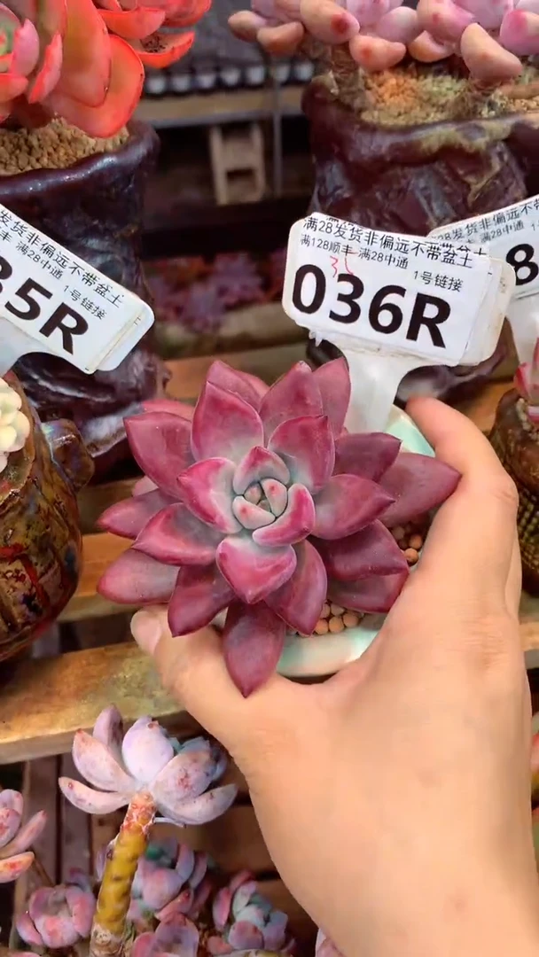 036R 赫非 虞(一物一拍实付满28发货，默认不带盆土）