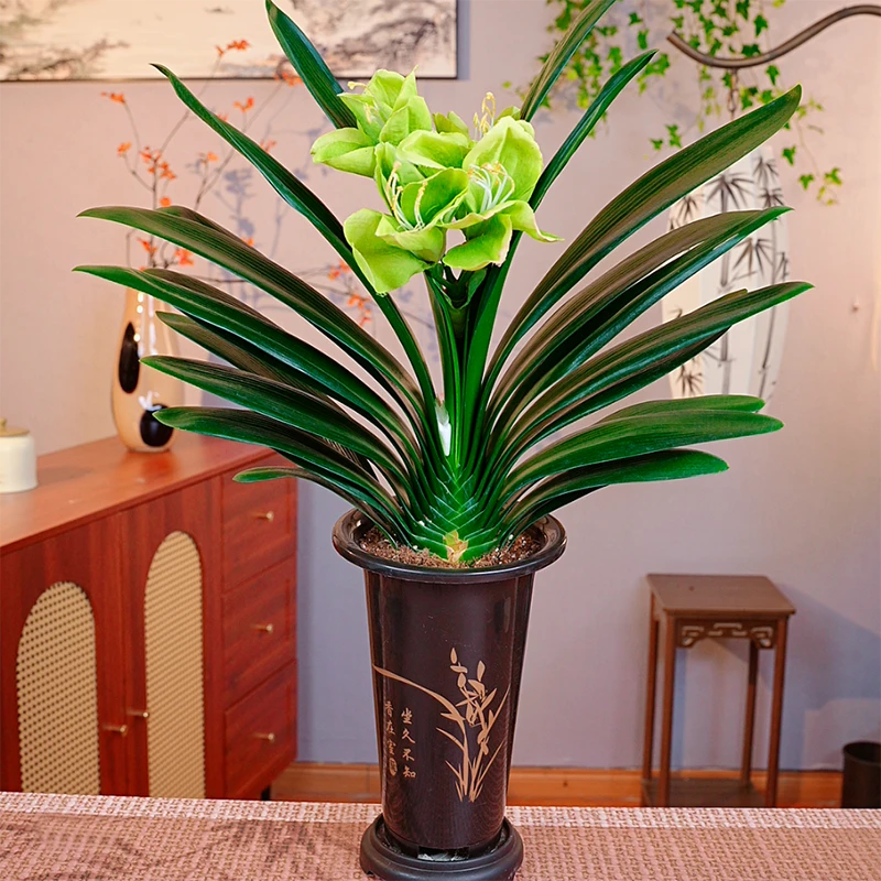 【绿花】带盆君子兰花卉植物室内易活绿植四季常青好养当年开花