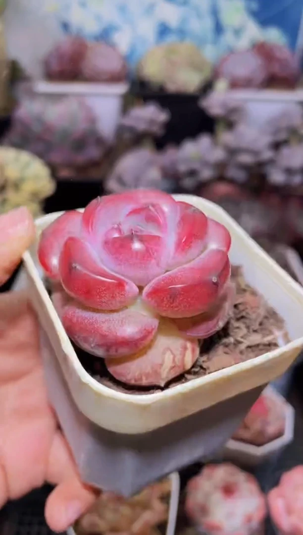 【闪购商品】129黑夜珍妮