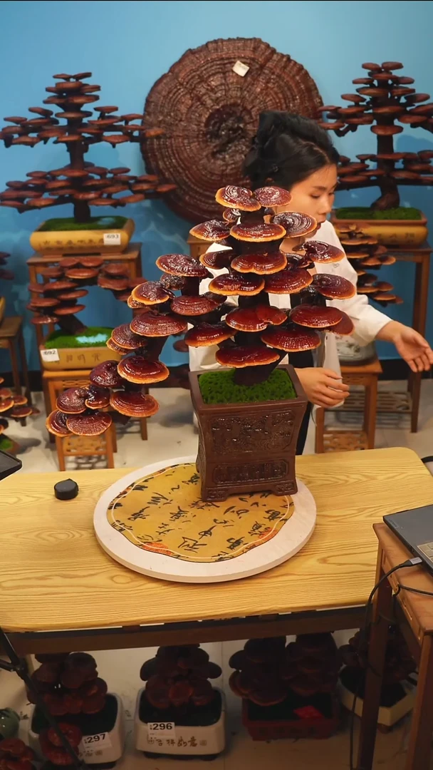 楼**兰灵芝888888888