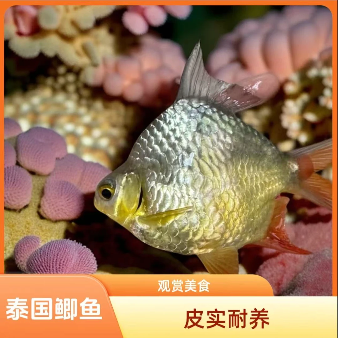 短身泰国进口零号元宝鲫鱼金元宝银元宝双线侧鱼龙鱼配鱼混养群游