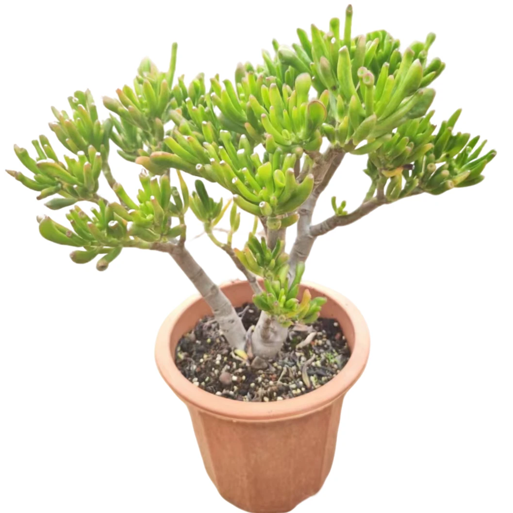 精品多肉 中号吸财树 好看好养