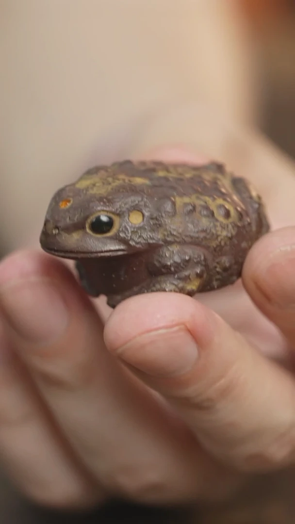 茶杯紫砂紫砂陈真蛤蟆