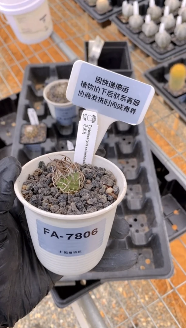 【闪购商品】升龙丸FA-7806