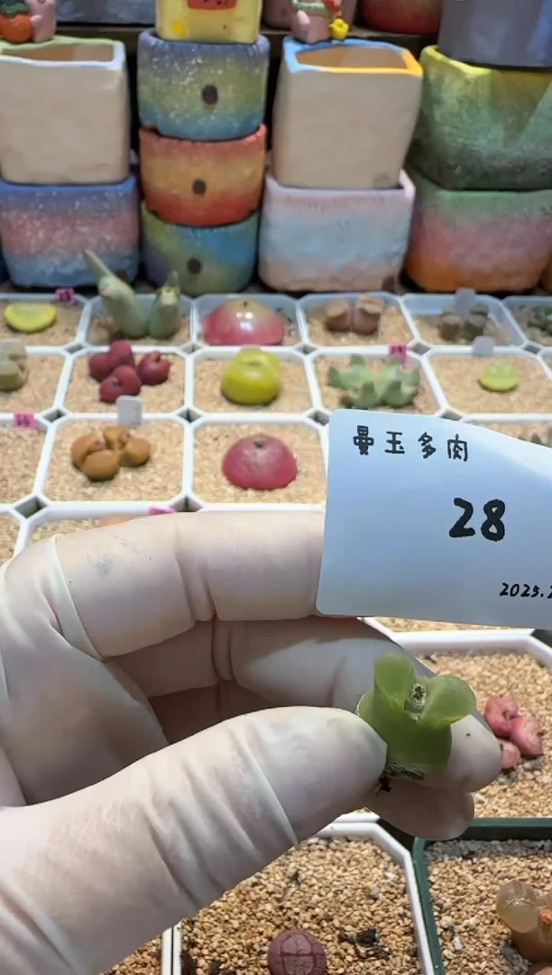 【闪购商品】25.2.6-28孤寒