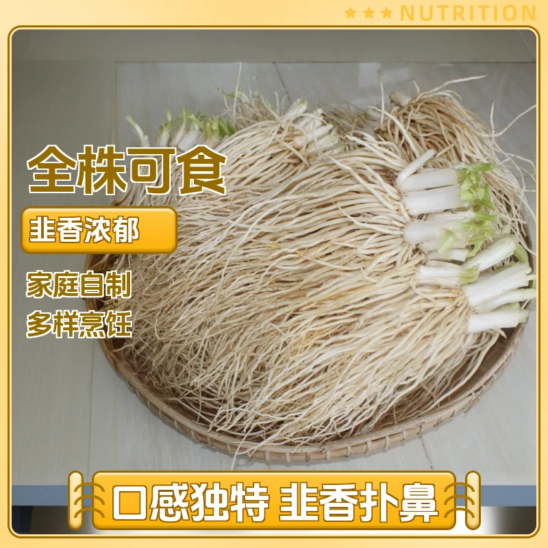 云南新鲜撇菜根佤味麻辣牛皮苤菜根牛皮鸡脚麻辣菜根阳台盆栽蔬菜