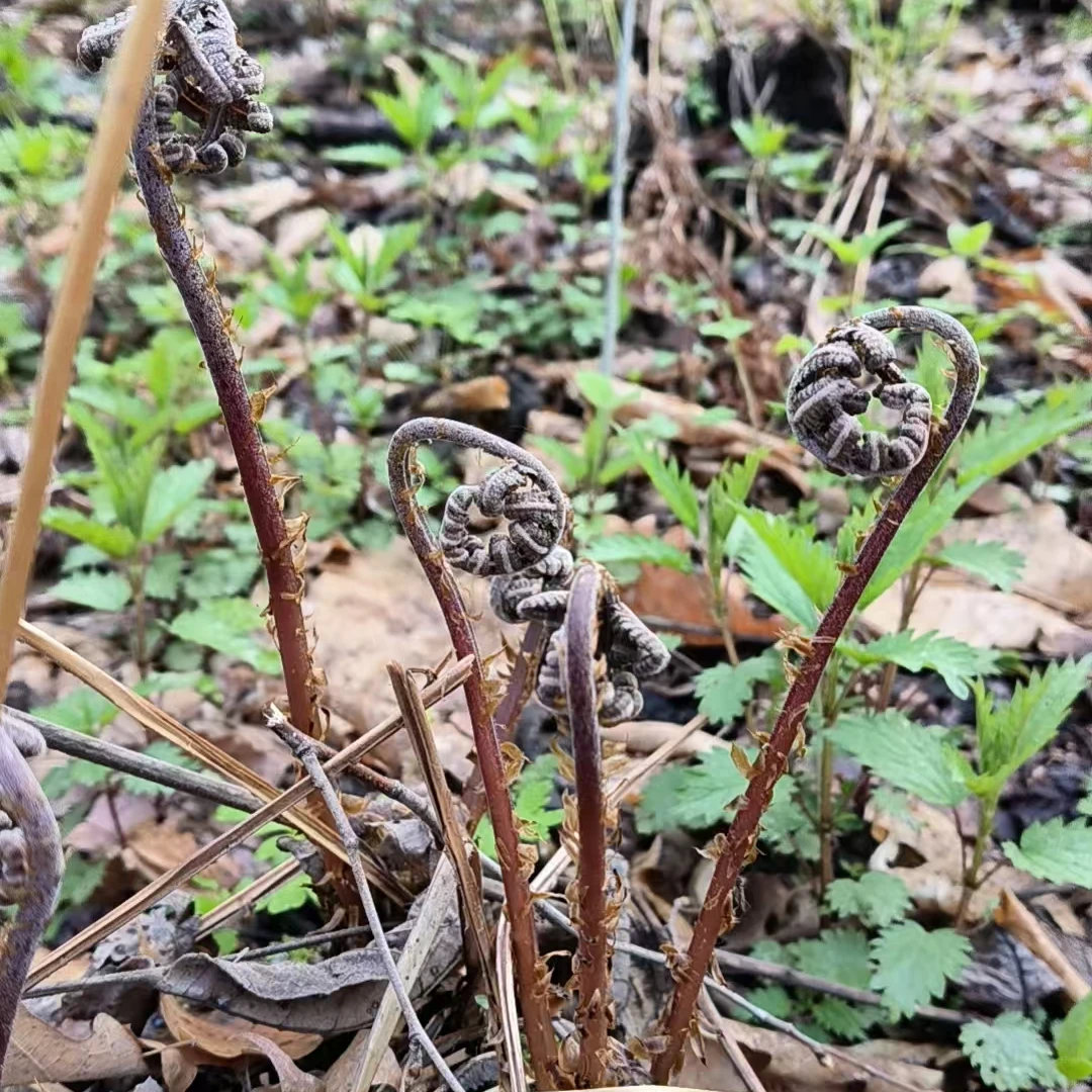 东北山野菜 猴腿菜 现采现发 京东空运包邮（3斤）
