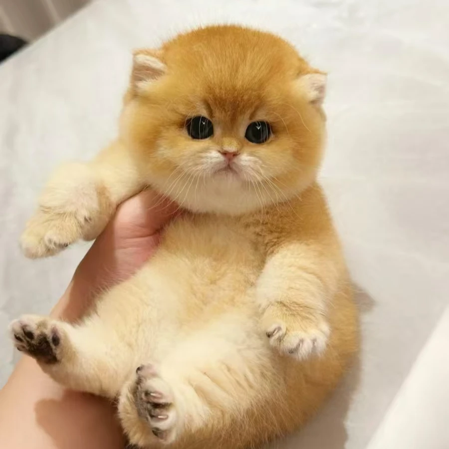 【津津萌宠】全活体 活体猫猫萌宠猫猫小毛孩
