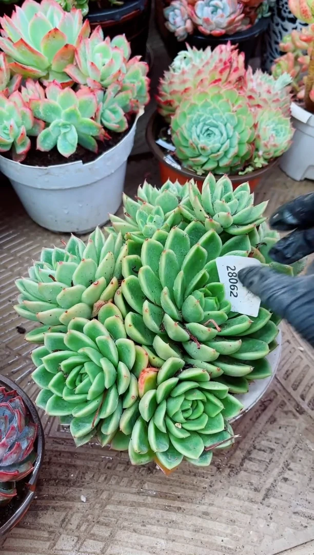 28062多肉植物一物一拍