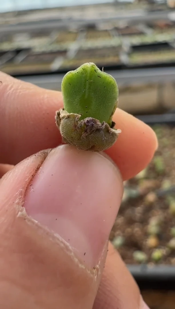 【闪购商品】7-407