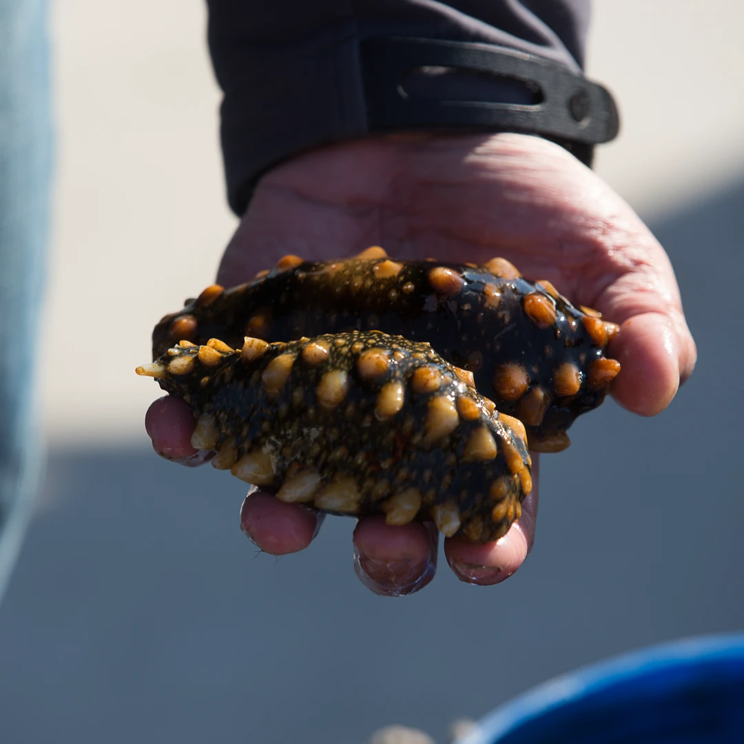 海参深海新鲜活海参,现场称重,现场加工成冻煮海参(非即食)发货