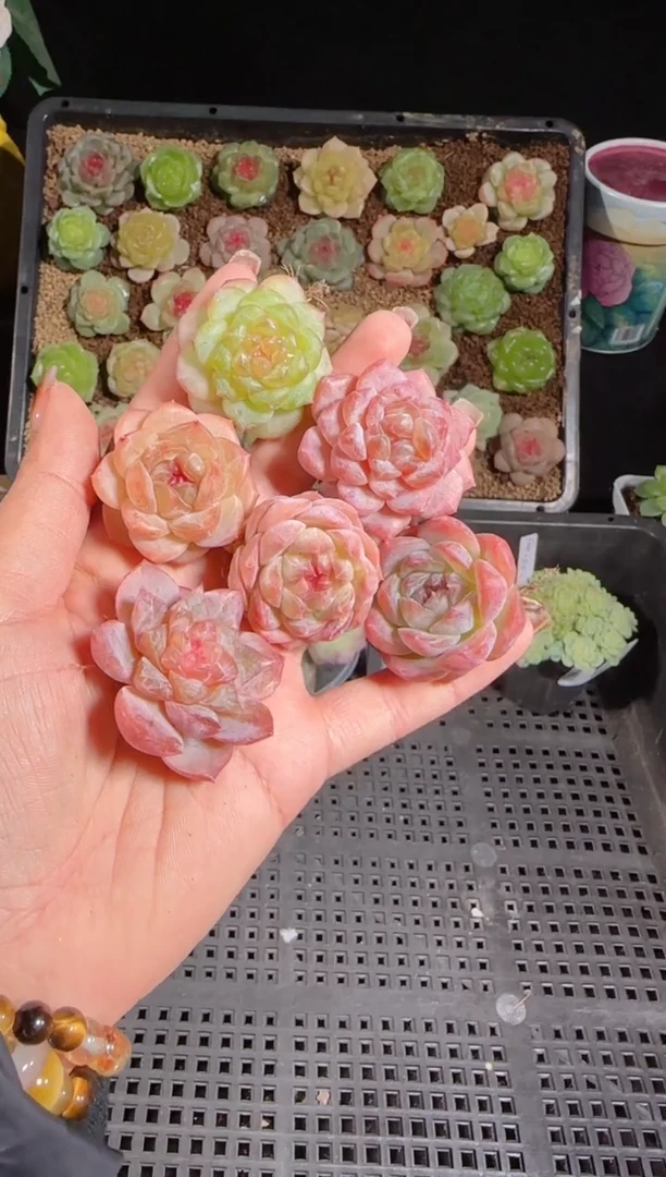 1103-441糖心组合