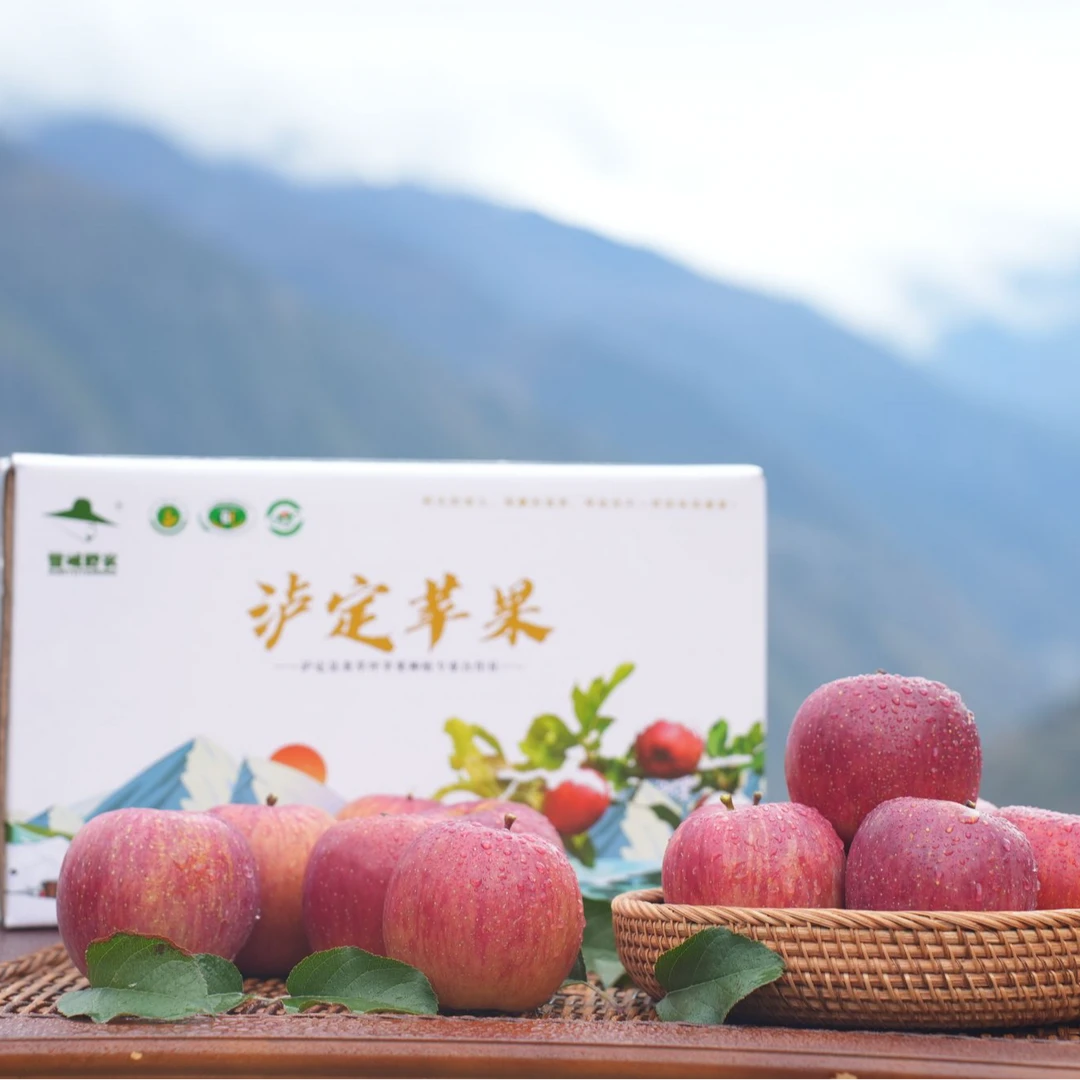 【现摘现发】泸定黄草坪糖心苹果-大果
