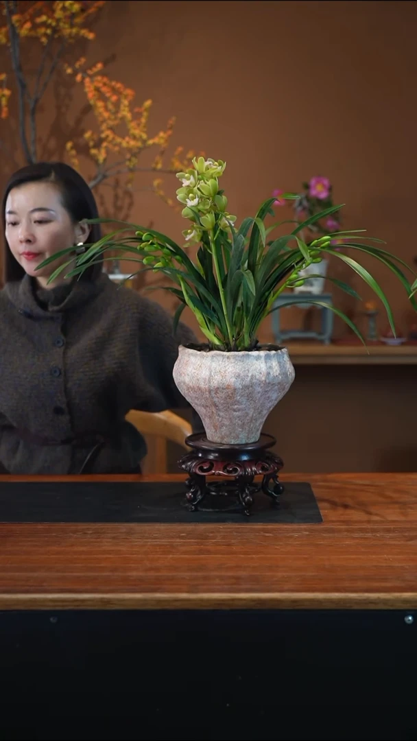 全部花朵香兰盆景盆景