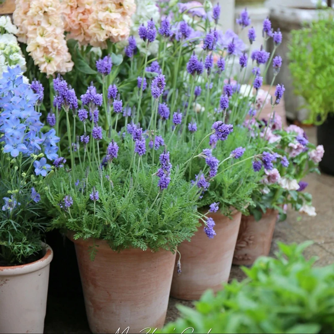 【带香味】羽叶薰衣草盆栽阳台庭院好养四季开花浪漫紫色