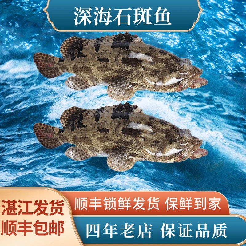 【新年福利】两条1.8斤大龙胆石斑鱼海鲜美食水产速冻发货共约3.6斤