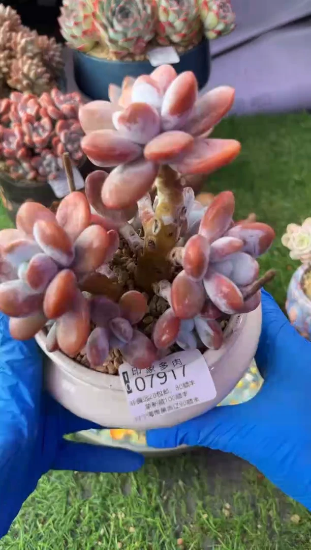 昆明印象多肉07917