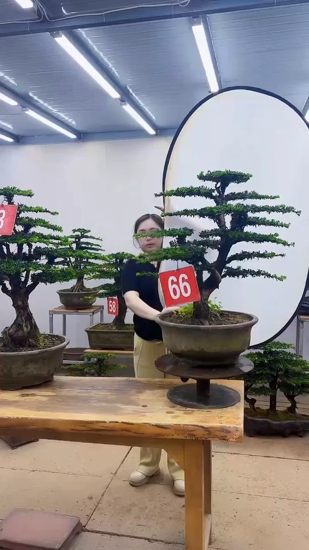 无花朵一物一拍 含盆带土
