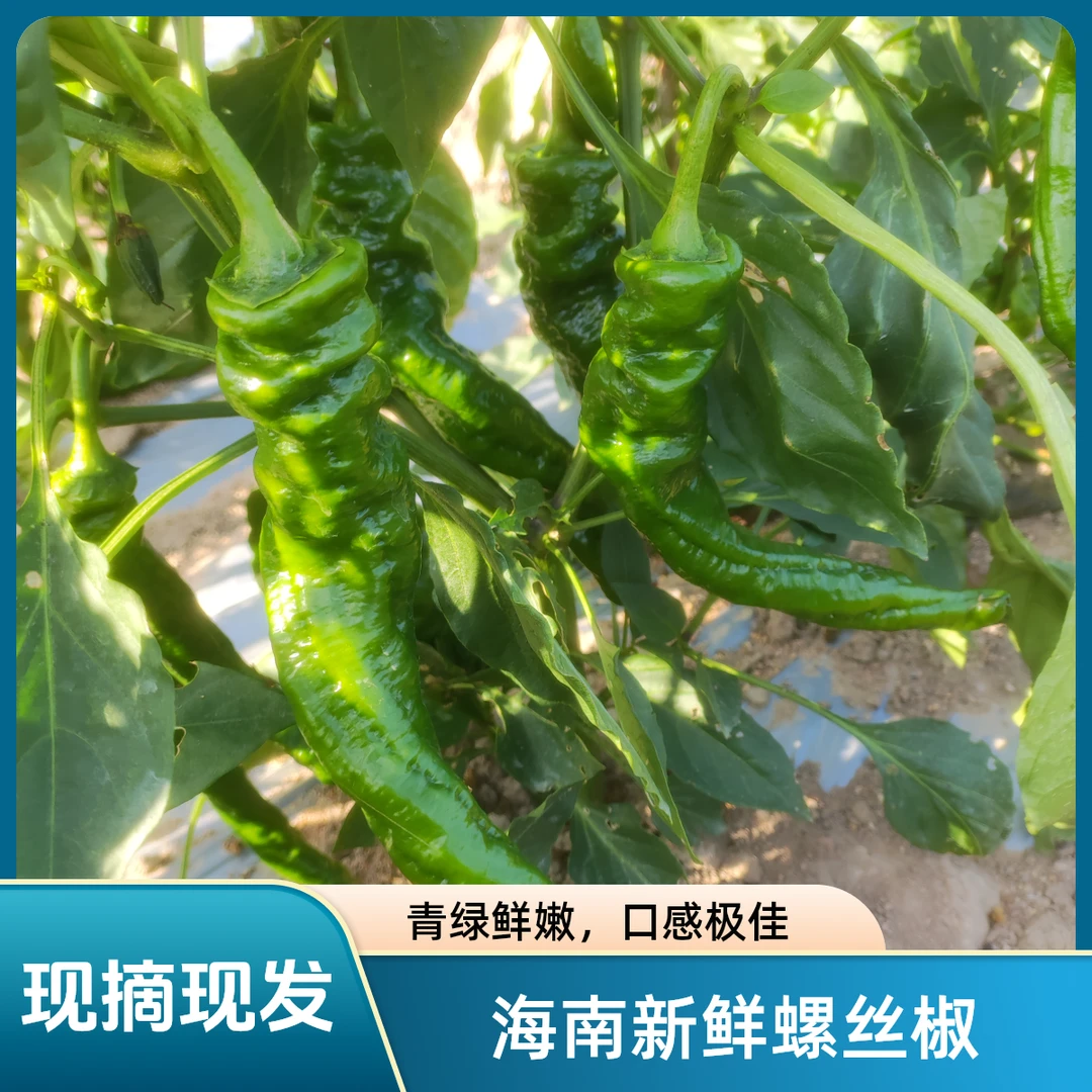 【高质优选】椒螺丝椒海南新鲜露天种植青辣椒现摘现发批发蔬菜