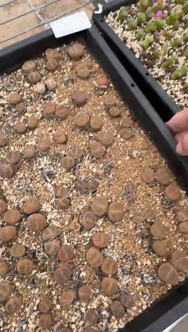 肉锥生石花11-262