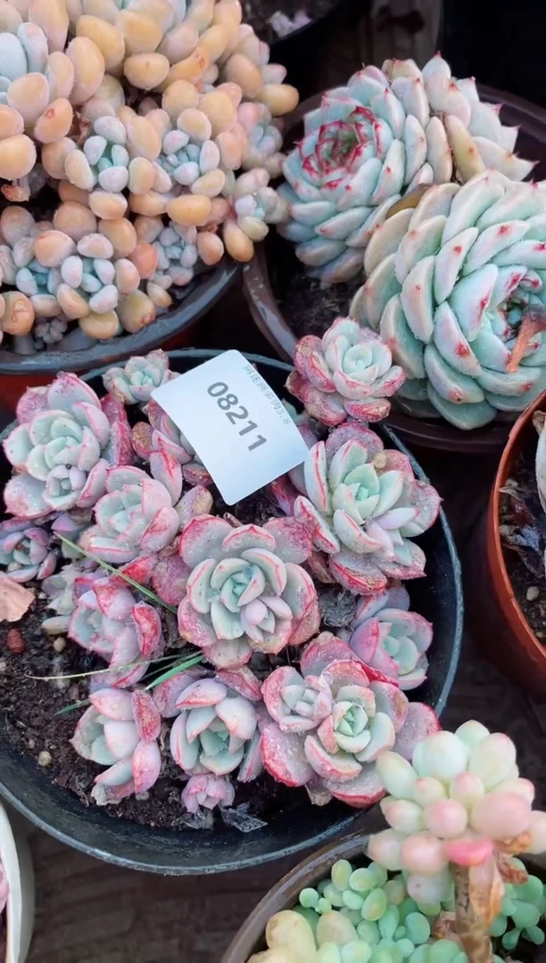 【闪购商品】08211多肉