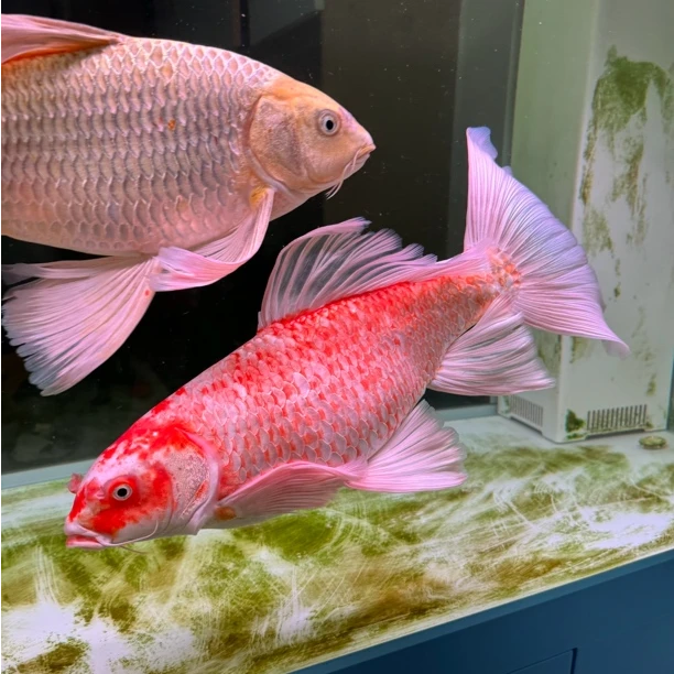 {超萌好物}蝴蝶鲤观赏鱼水族鱼石膏白火焰红花红普身普短全品40cm