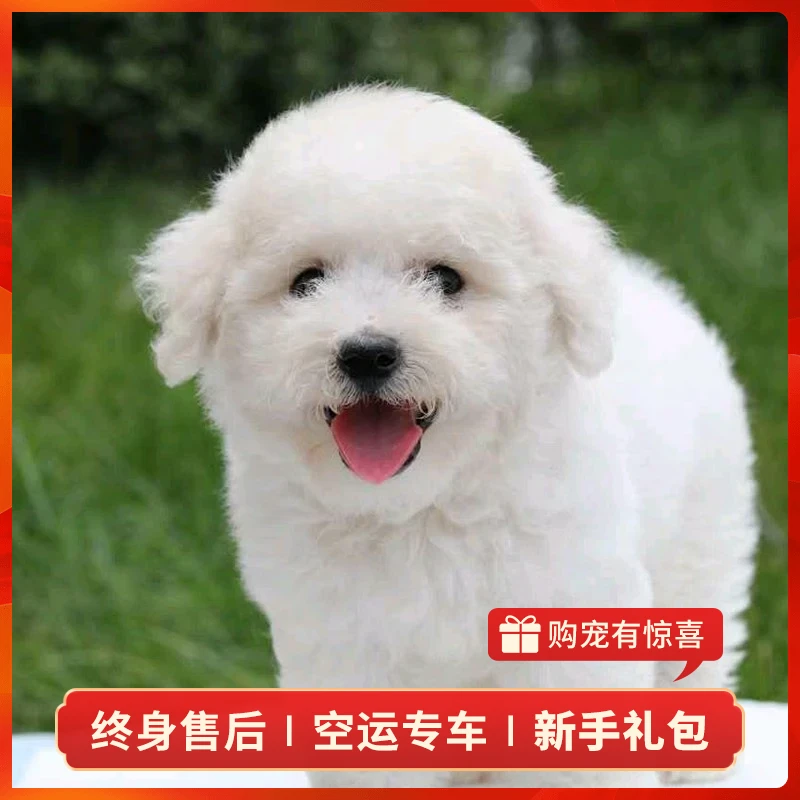 【茶白优宠】比熊幼犬宠物狗狗活体小狗幼崽活物