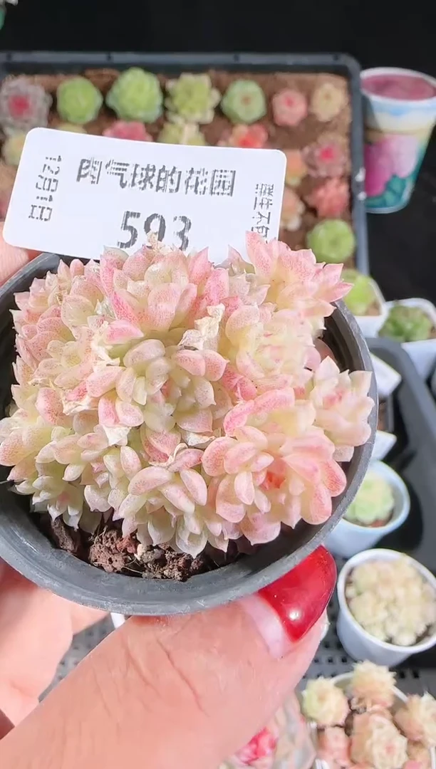 1201-593绝绝多肉群生不包整