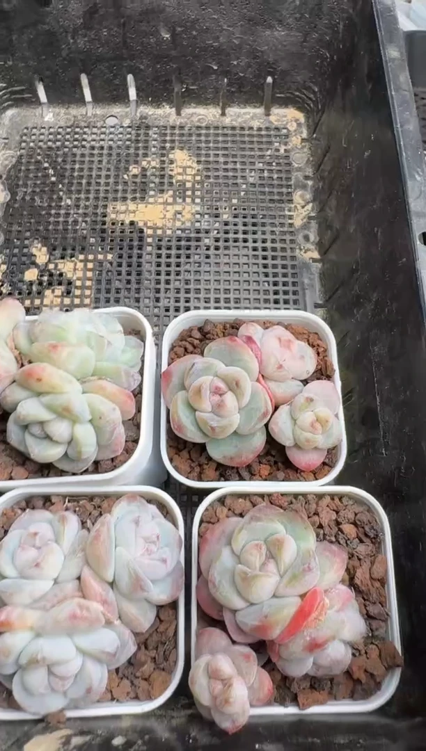 【闪购商品】248号到手1框--江北多肉