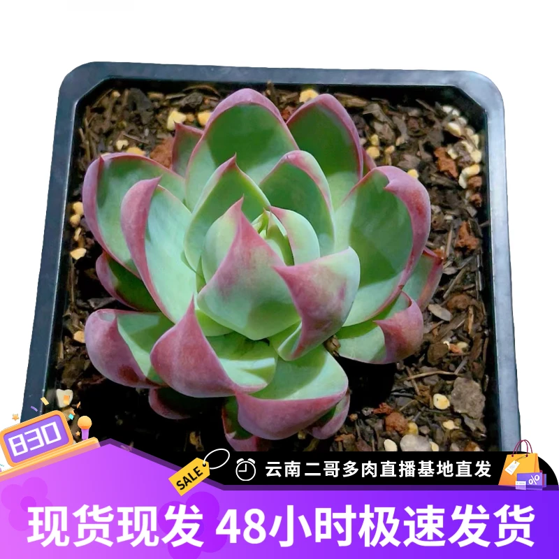 【惊鸿仙子 满9.9包邮】星花怒放阳台露台办公绿植栽种养护拉丝