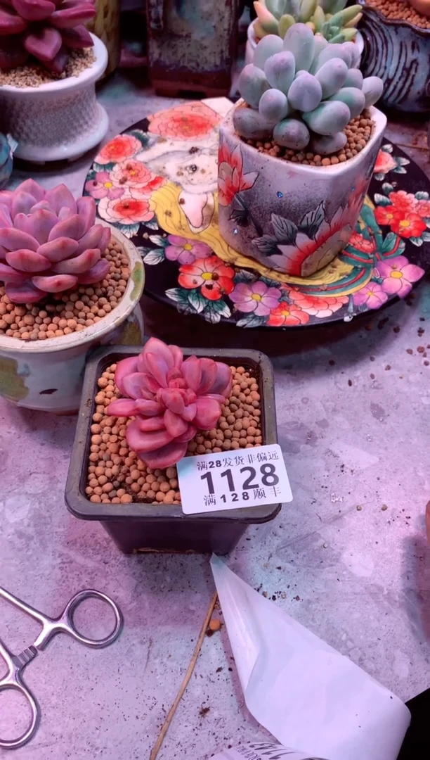 d****m1128——生鲜绿植不支持7天无理由退货