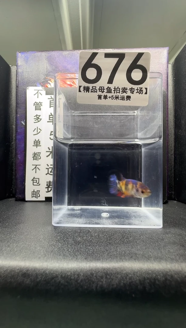 斗鱼母鱼编号：676