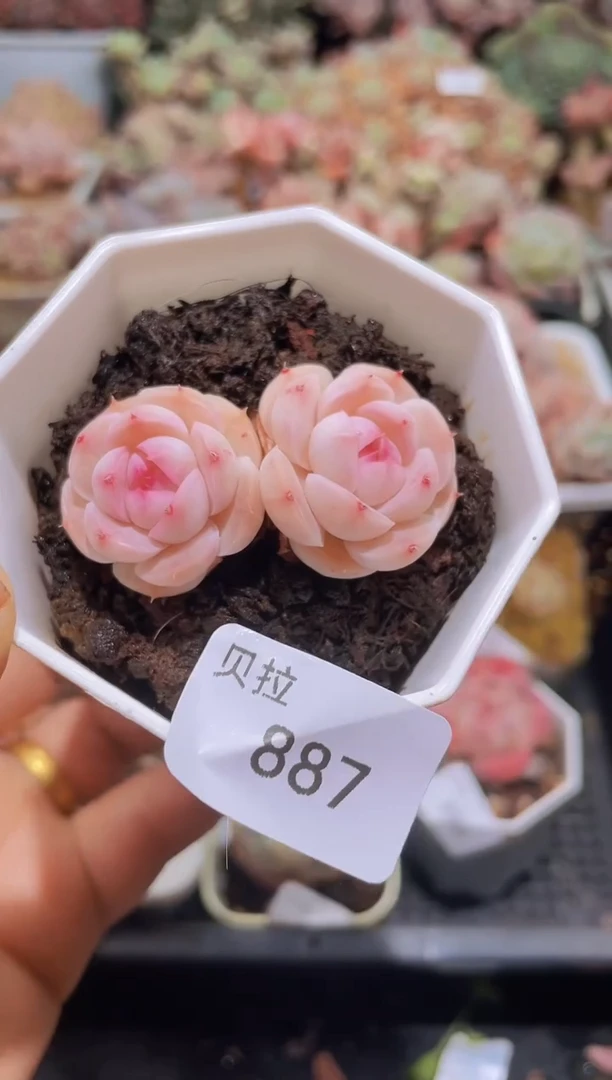 【闪购商品】887元宵不包整