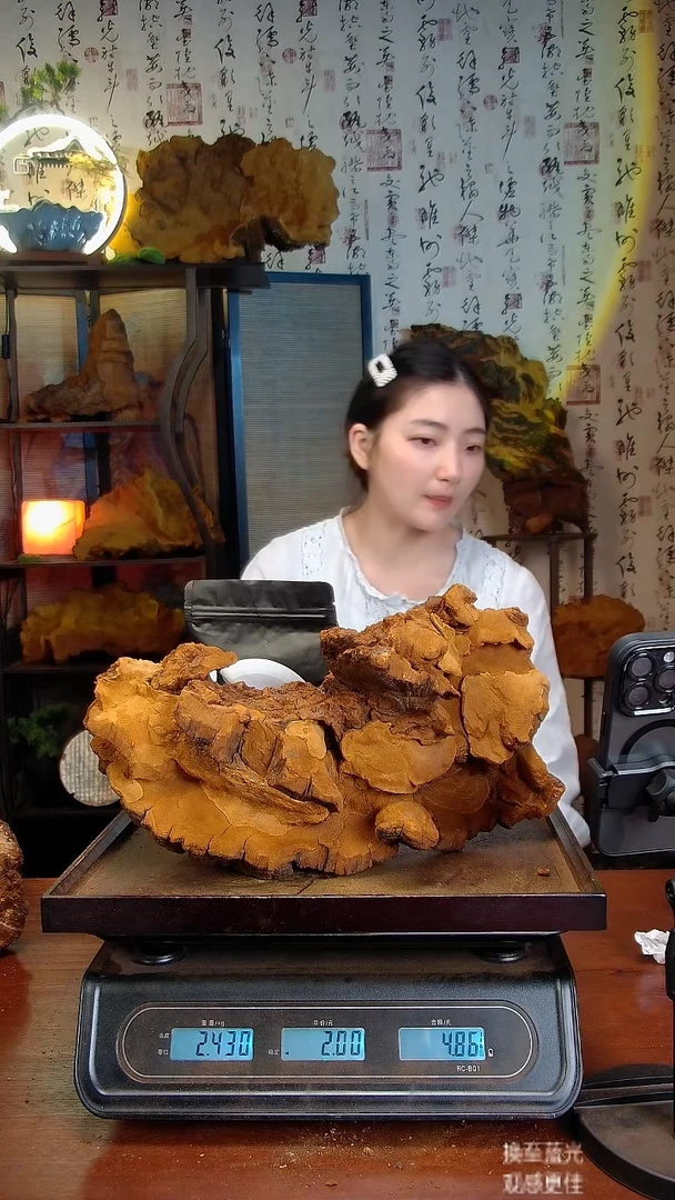 松针层孔菌中国大陆【藏区】松树桑黄（4.31斤）50-60年份
