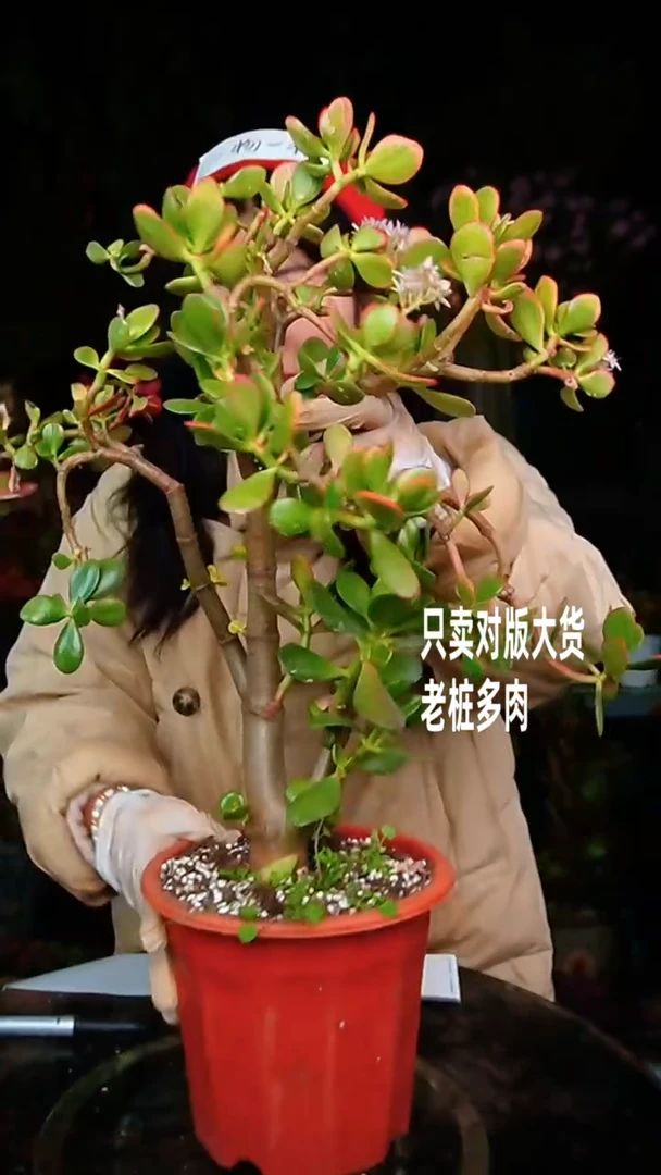 【闪购商品】开花的玉树18号