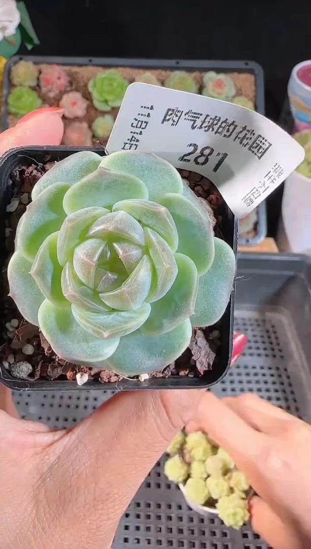 1114-281bl-8群生不包整