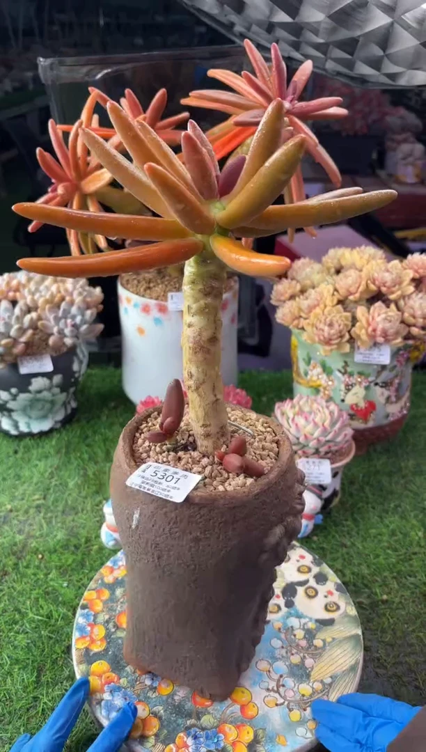 昆明印象多肉5301