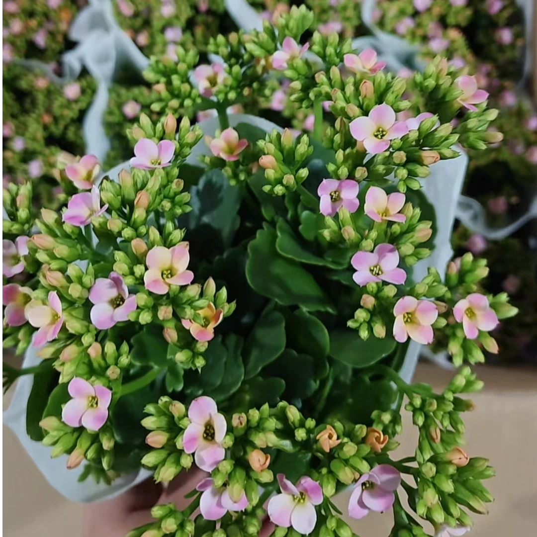 【春晓单瓣】长寿花 买2单发货