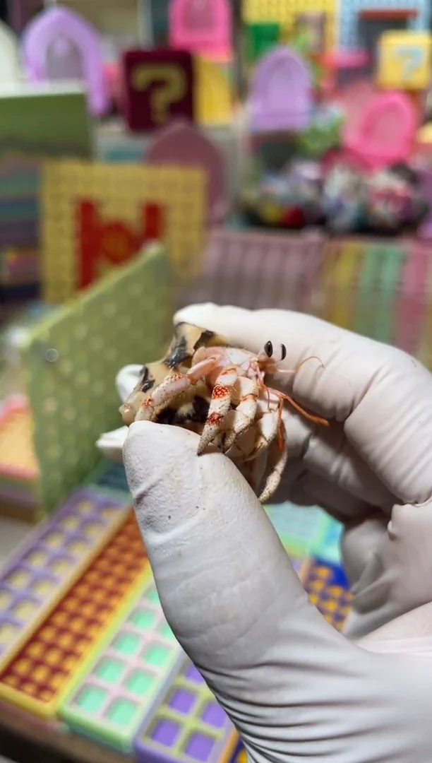 陌派有钳寄居蟹328白草