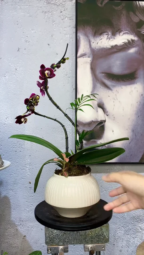 大部分花苞少量开放2植物杂货店，来淘宝吧