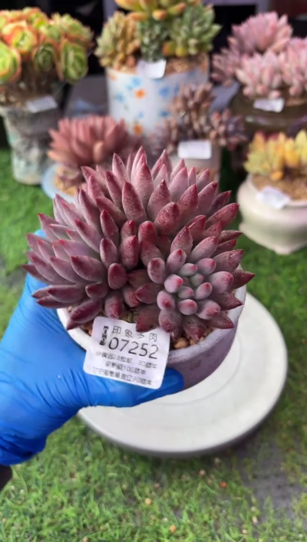 昆明印象多肉07252