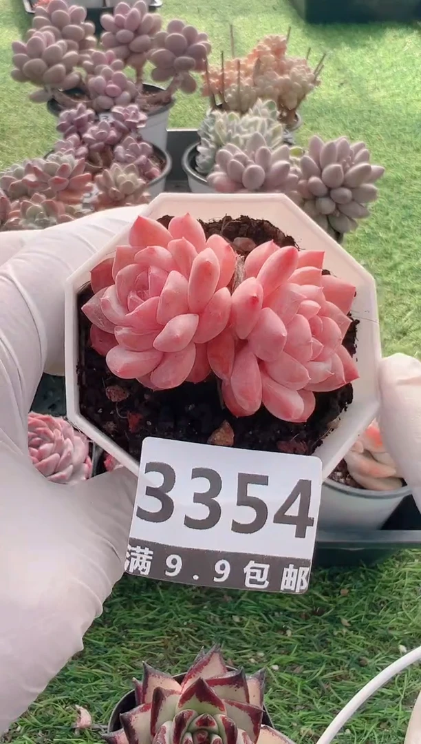 【闪购商品】信福多肉一物一拍